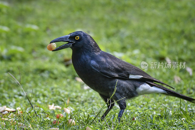 花衣魔笛手(graculina Strepera)